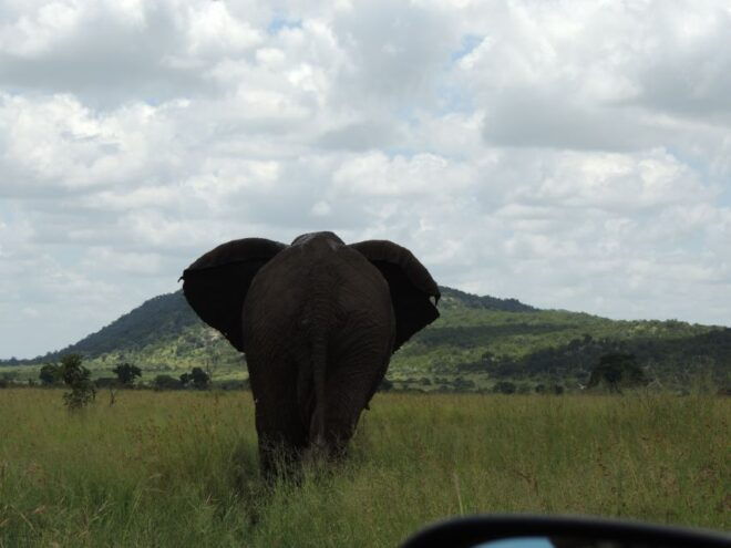 Kruger National Park: Wildlife-Watching Safari - Prohibited Items