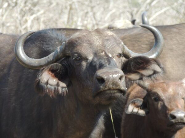 Kruger National Park: Wildlife-Watching Safari - Frequently Asked Questions