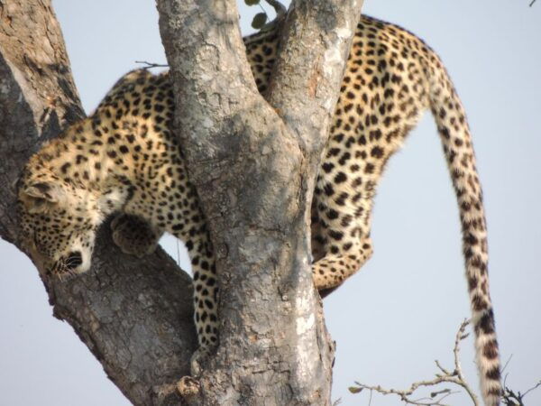 Kruger National Park: Wildlife-Watching Safari - The Sum Up
