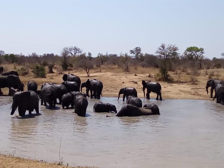 Kruger Park Full Day Guided Safari - The Sum Up