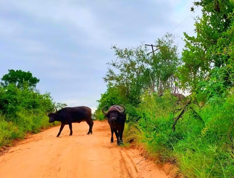 Kruger Park Full Day Guided Safari - FAQ