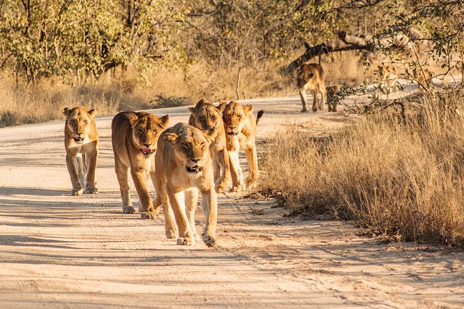 Kruger Park Safari - Accommodation Options