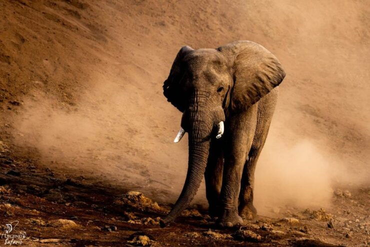 Kruger Safari Tour: Morning Half Day - Good To Know