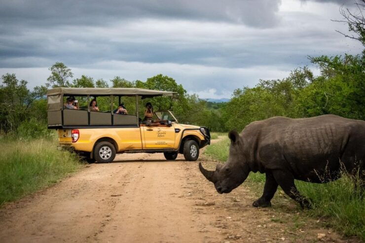 Kruger Safari Tour: Morning Half Day - Activity Description