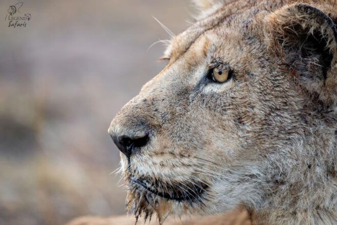 Kruger Safari Tour: Morning Half Day - Inclusions