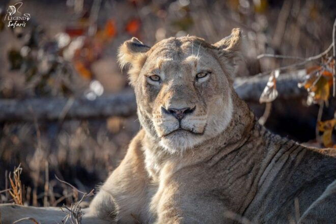 Kruger Safari Tour: Morning Half Day - The Sum Up
