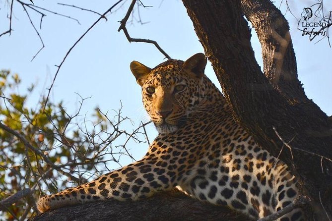 Kruger Safari Tour - Morning Half Day - Cancellation Policy