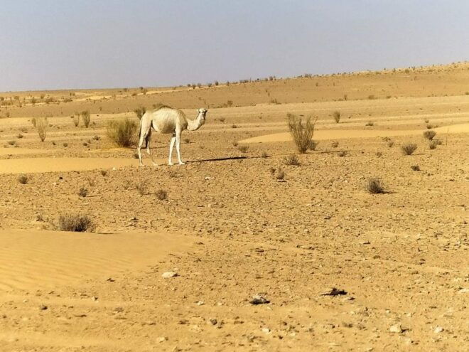 Ksar Ghilan (Oasis) One Day Tour : Starting From Djerba - General Information