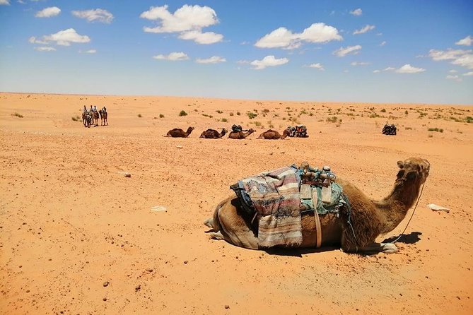 Ksar Ghilane 1 Day: the Hot Spring and the Homestay - Traveler Photos and Reviews