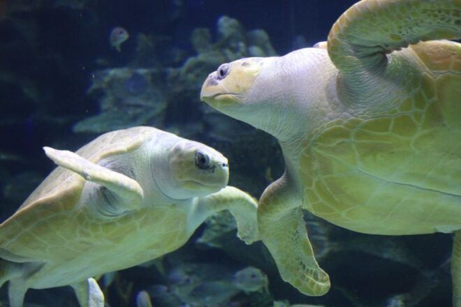 Kuala Lumpur: Aquaria KLCC Entrance Ticket - Common Questions