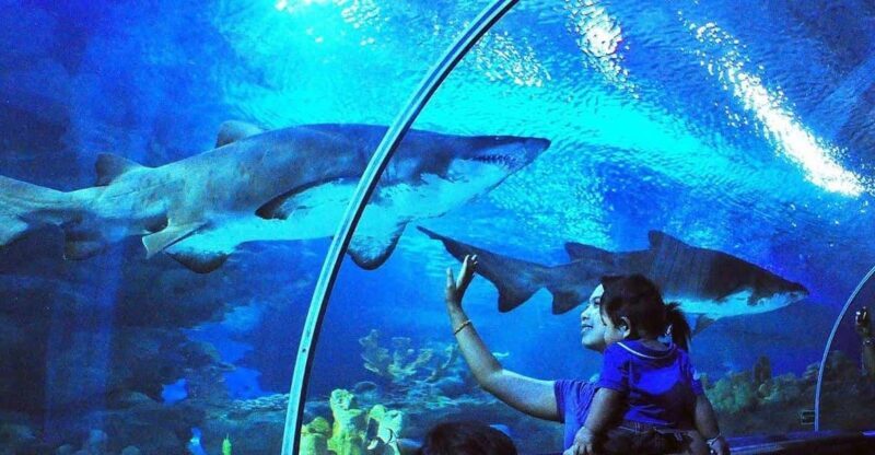 Kuala Lumpur: Aquaria KLCC Entry Ticket - An In-Depth Look at Aquaria KLCC