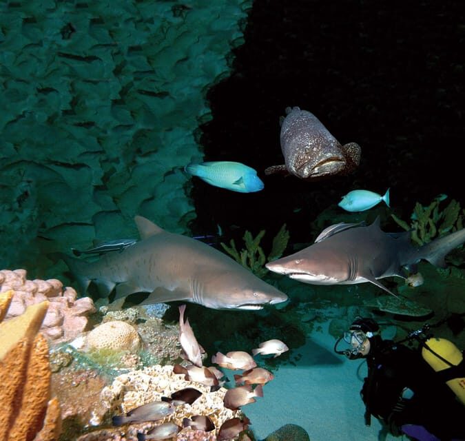 Kuala Lumpur: Aquaria KLCC Entry Ticket - Authentic Insights from Visitors