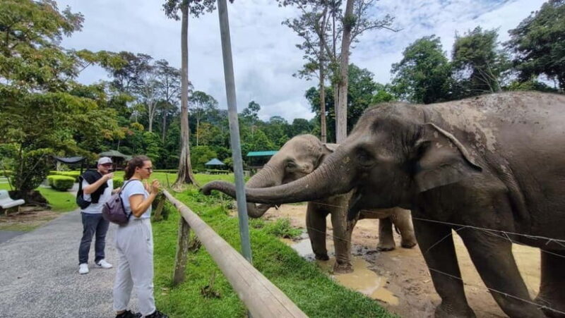 Kuala Lumpur: Batu Caves & Kuala Gandah Elephant Sanctuary - Good To Know