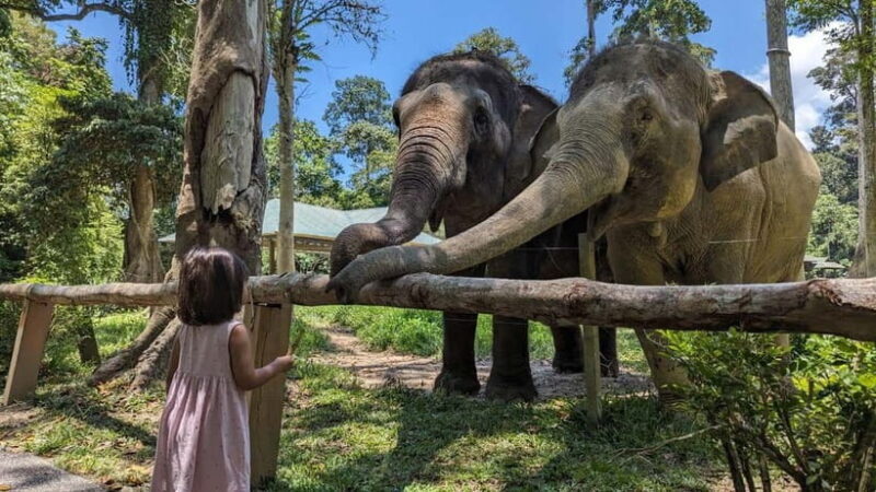 Kuala Lumpur: Batu Caves & Kuala Gandah Elephant Sanctuary - Kuala Gandah Elephant Sanctuary: Conservation Meets Heartwarming Encounters  
