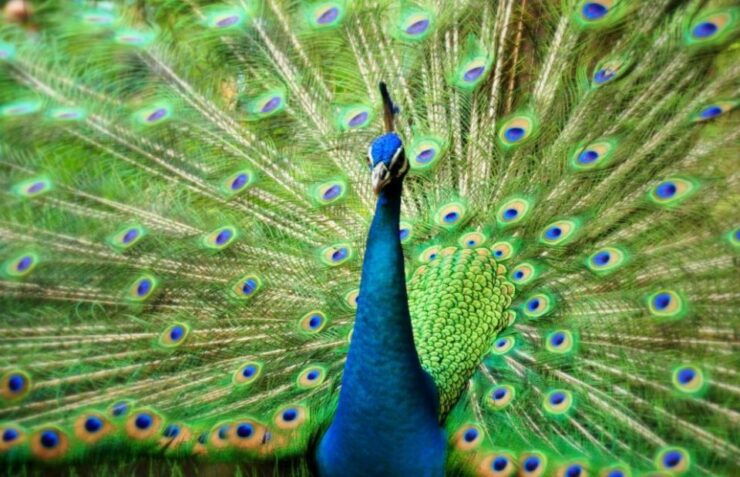 Kuala Lumpur: Bird Park, Butterfly & Garden Private Tour - Ticket Details and Booking Information