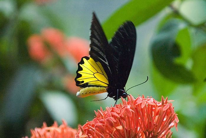 Kuala Lumpur: Bird Park, Butterfly & Garden Private Tour - Tour Experience