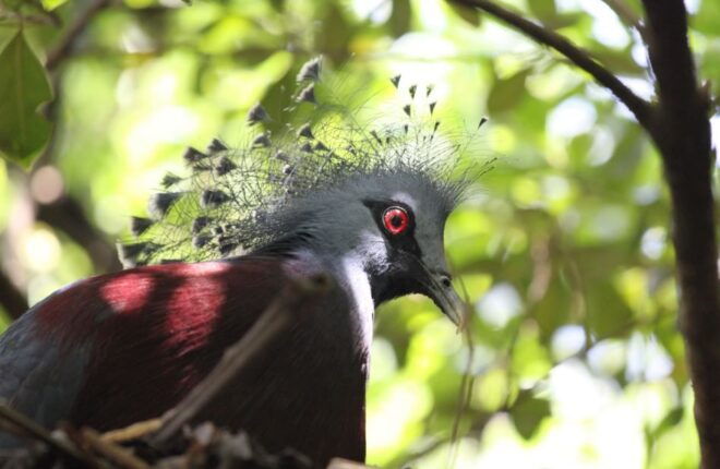 Kuala Lumpur: Bird Park, Butterfly & Garden Private Tour - Highlights of the Tour