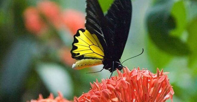 Kuala Lumpur: Bird Park, Butterfly & Garden Private Tour - Review Summary