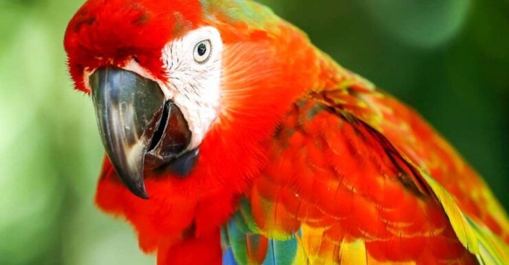 Kuala Lumpur: Bird Park Day Ticket & 1-Way Transfer - Driver and Pickup Information