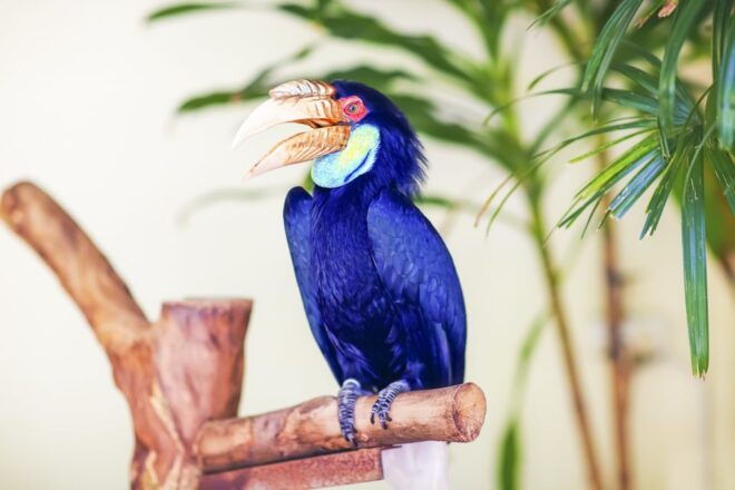 Kuala Lumpur: Bird Park Day Ticket & 1-Way Transfer - Experience Highlights