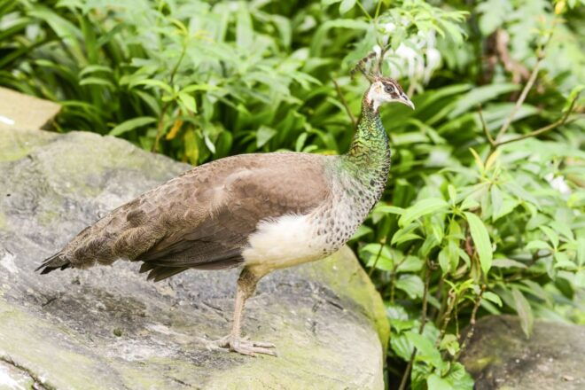 Kuala Lumpur: Bird Park Day Ticket & 1-Way Transfer - Flexible Travel Plans