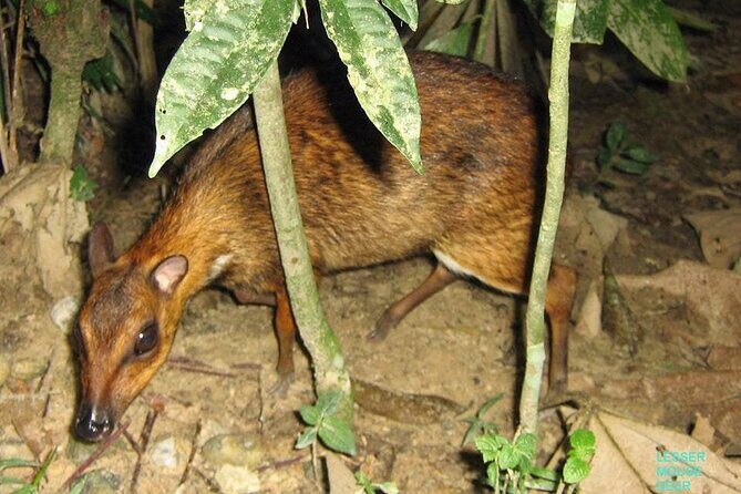 Kuala Lumpur Bus Tour Experience 3 Days - Day 2: Jungle Trekking and Canopy Walk