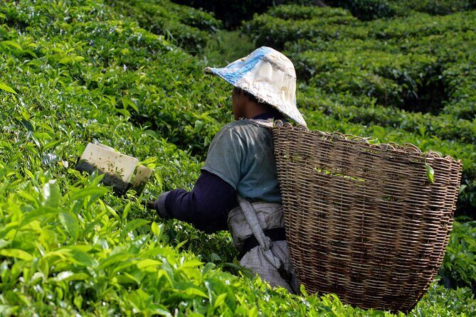 Kuala Lumpur: Cameron Highlands & Batu Caves Private Day Tour - The Itinerary: What to Expect