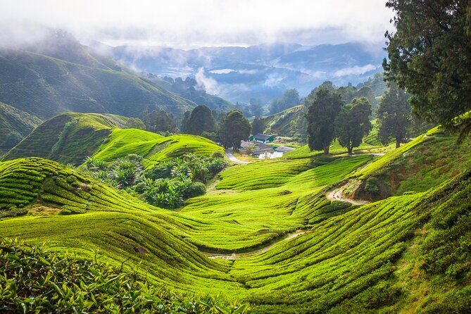 Kuala Lumpur: Cameron Highlands & Batu Caves Private Day Tour - FAQs