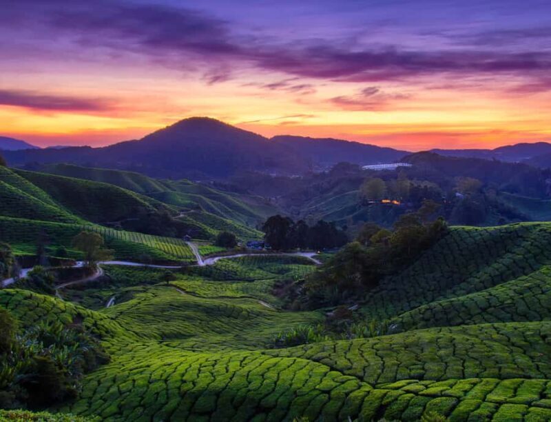 Kuala Lumpur: Cameron Highlands Private Day Tour - Why This Tour Might Be Perfect for You