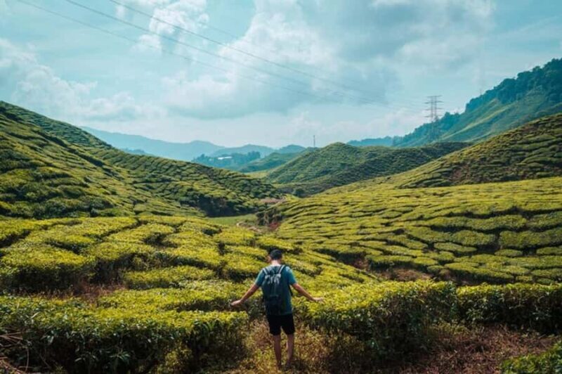Kuala Lumpur Cameron Highlands & Tea Plantations Scenic Tour - FAQs