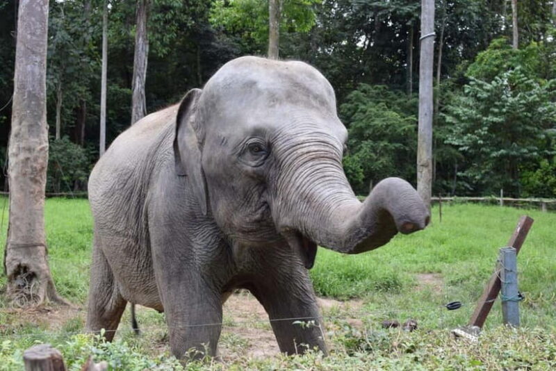 Kuala Lumpur Day Tour: Batu Caves & Elephant Sanctuary - Exploring the Kuala Lumpur Day Tour: Batu Caves & Elephant Sanctuary