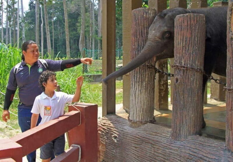 Kuala Lumpur Day Tour: Batu Caves & Elephant Sanctuary - The Experience from the Reviews
