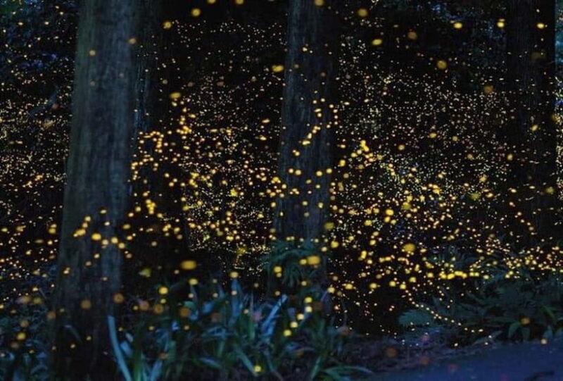 Kuala Lumpur: Fireflies Tour with Dinner and Hotel Pickup - Why This Tour Offers Great Value