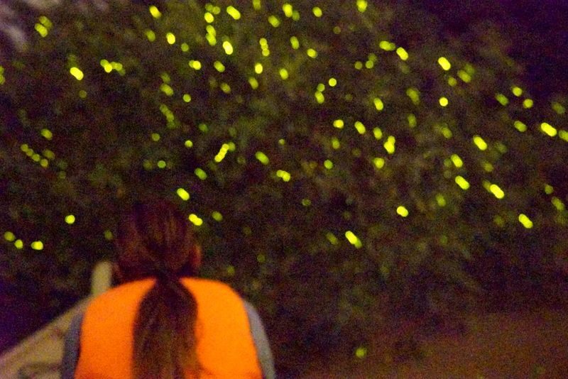 Kuala Lumpur Firefly & Eagle Feeding Night Tour - Eagle feeding: an exciting stop with limits