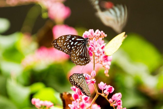 Kuala Lumpur Garden, Park and Museum Tour With Lunch - The Sum Up