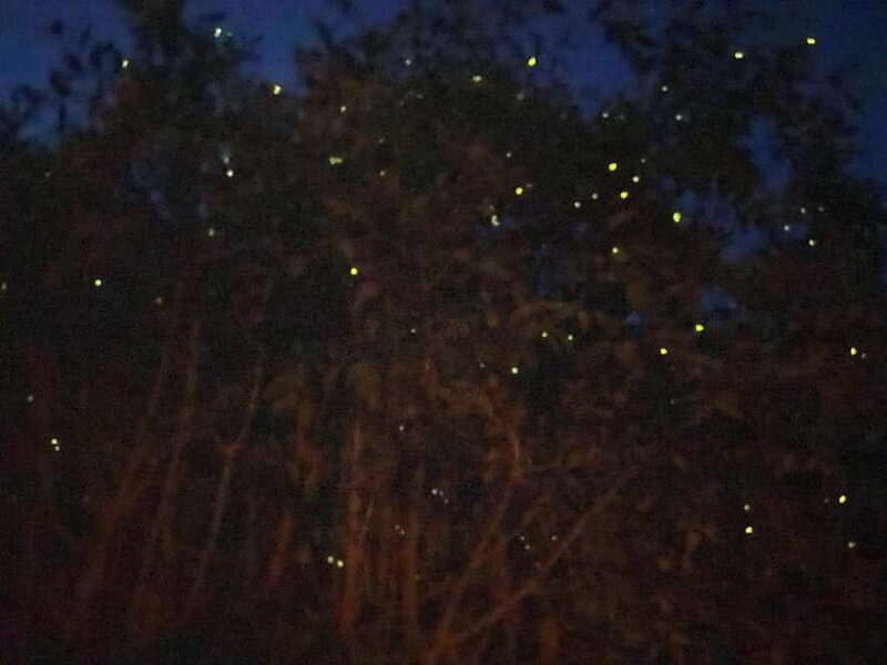 Kuala Lumpur: Kuala Selangor Fireflies and Blue Tears Tour - Good To Know