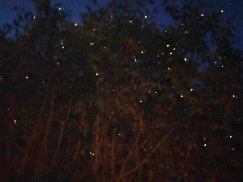 Kuala Lumpur: Kuala Selangor Fireflies and Blue Tears Tour - FAQ