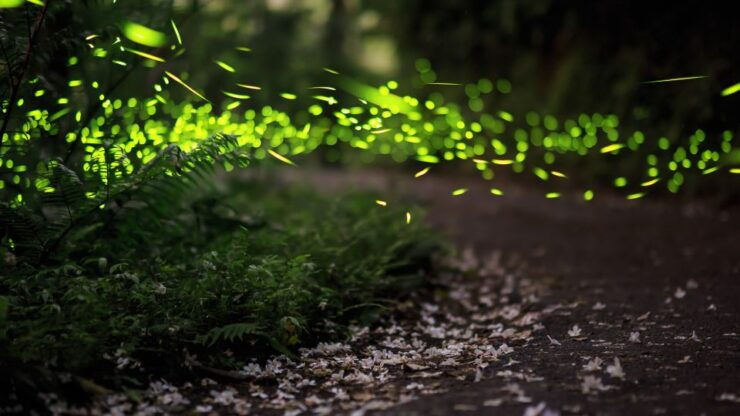 Kuala Lumpur: Kuala Selangor Firefly Tour and Dinner - Experience Highlights