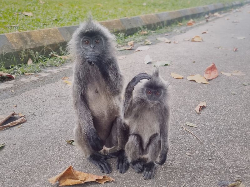 Kuala Lumpur Kuala Selangor Full-Day Tour - Merdeka Square after dark