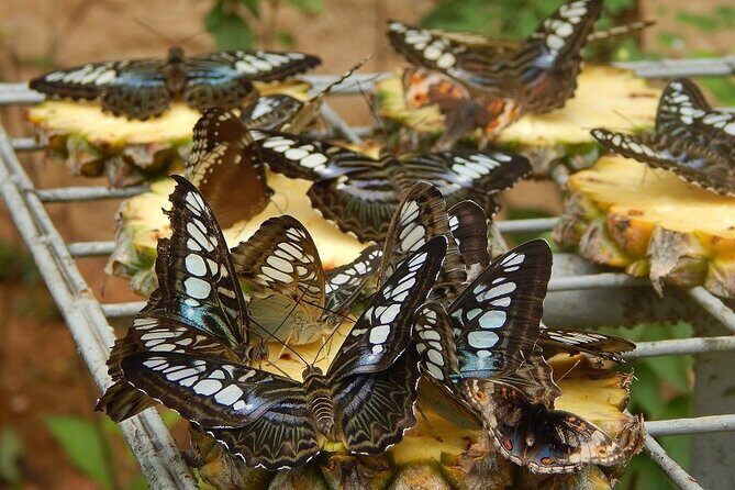 Kuala Lumpur Park Tour: Orchid Garden, Butterfly Park & Bird Park - Exploring the Itinerary in Detail