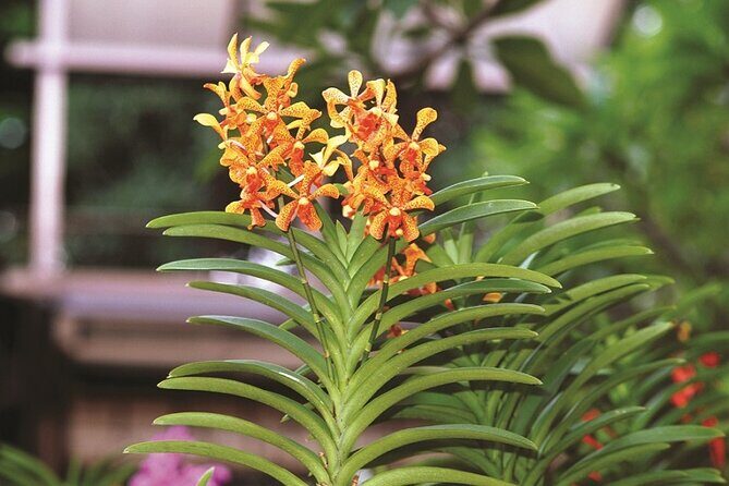 Kuala Lumpur Park Tour: Orchid Garden, Butterfly Park & Bird Park - What the Reviews Tell Us