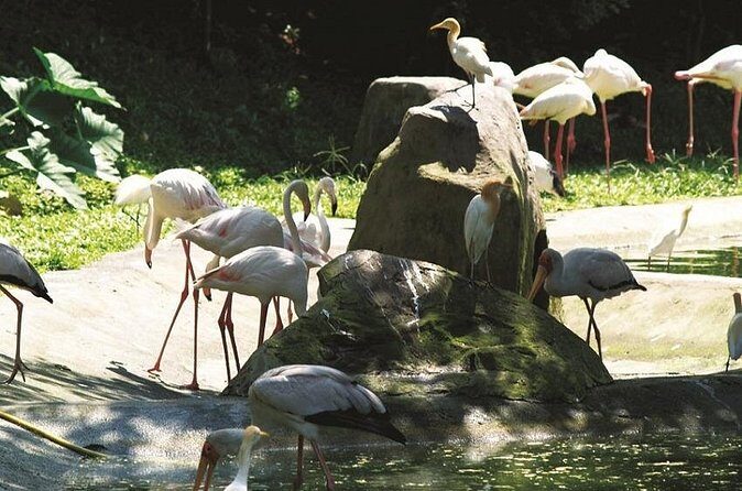 Kuala Lumpur Park Tour: Orchid Garden, Butterfly Park & Bird Park - FAQs