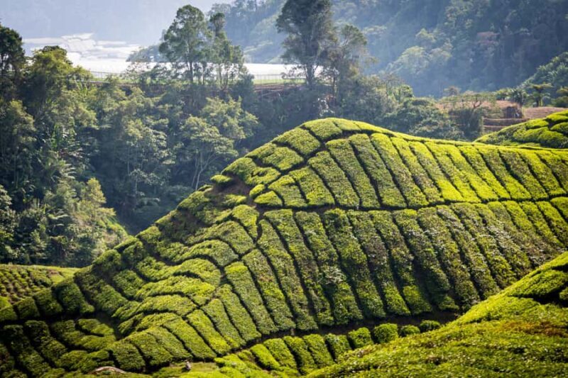 Kuala Lumpur: Private Cameron Highlands & Batu Caves Tour - FAQ