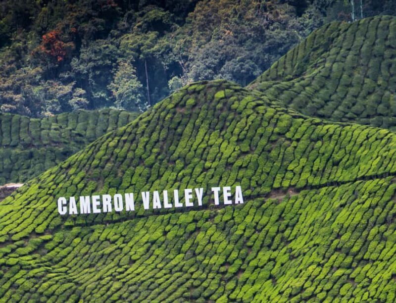 Kuala Lumpur: Private Cameron Highlands & Batu Caves Tour - What Makes This Tour Stand Out?