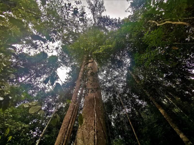 Kuala Lumpur: Taman Negara Tour w/Lata Berkoh Falls & Lunch - An In-Depth Look at the Tour Experience