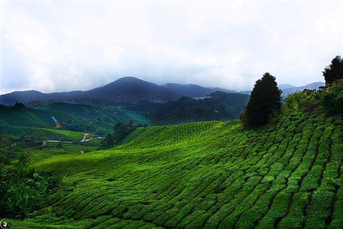 Kuala Lumpur to Cameron Highlands - Private Transfer With English-Speaking Driver
