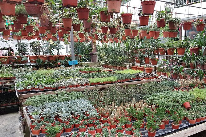 Kuala Lumpur to Cameron Highlands - Flexible Operating Hours for Travelers