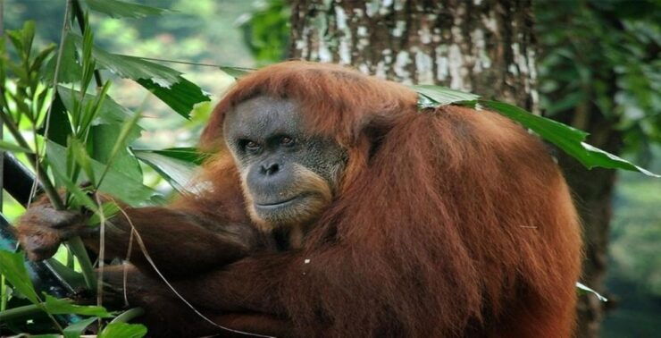 Kuala Lumpur: Zoo Negara Admission Ticket - Ticket Information