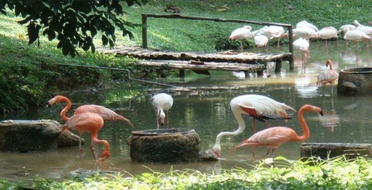 Kuala Lumpur: Zoo Negara Admission Ticket - Experience at Zoo Negara