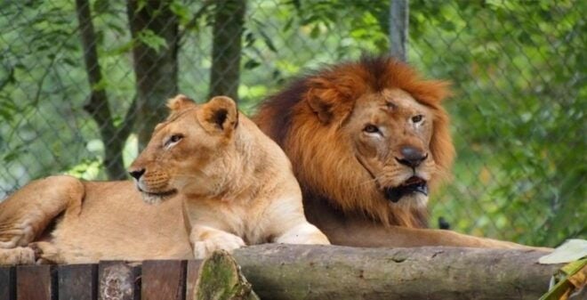 Kuala Lumpur: Zoo Negara Admission Ticket - Highlights of Zoo Negara